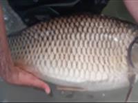 ماهی کپور تاتا در سبد پرورش ماهیان گرمابی قرار گرفت