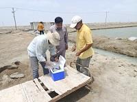 بازدید ترویجی از مزارع پرورش میگوی مجتمع شهید صنعتی گواتر
