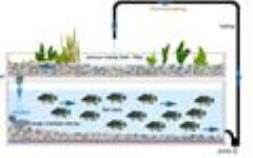 اهمیت و روش پرورش ماهی در سیستم آکوآپونیک 