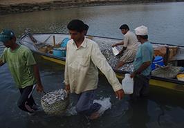 بررسی ذخایر ماهیان سطح زی ریز(ساردین و موتو ماهیان) در آبهای دریایی استان هرمزگان