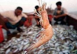 آزاد شدن فصل صید میگوی دریایی تا اطلاع ثانوی