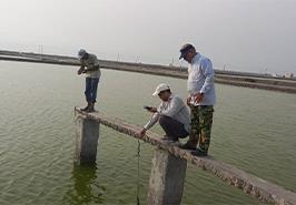 دومین گشت تحقیقاتی بررسی عوامل بروز بیماری حاد هپاتو پانکراس در مزارع میگوی تیاب آغاز شد