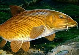 پژوهشکده آبزی‌پروری در مسیر نوآوری ست/ از احیای زرده‌پر تا تولید بستنی ماهی