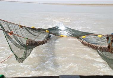 آزادی صید میگوی سفید و اجرای دریابست