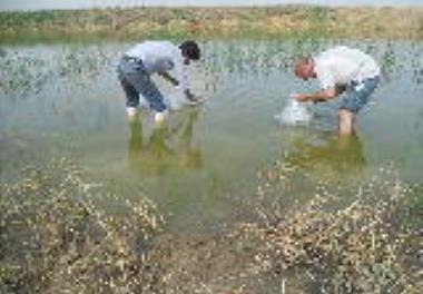 آغاز پرورش لارو فیتوفاگ از مولدین نسل F1