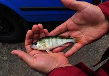 رهاسازی بچه ماهی سوف حاجی طرخان در تالاب انزلی