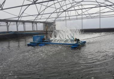 آغاز بهره برداري از طرح مولد سازی میگوی سالم و به‌گزینی میگوی سفید غربی