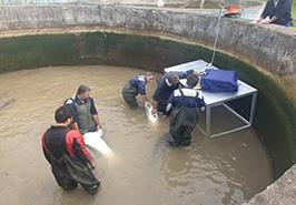 تولید تخمک فیل ماهی پرورشی با قطر بالای 3/5 میلی متر