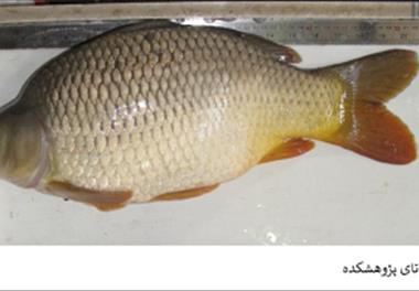 آغاز عملیات تگ زنی مولدین بانک ژن ماهی کپور معمولی 
