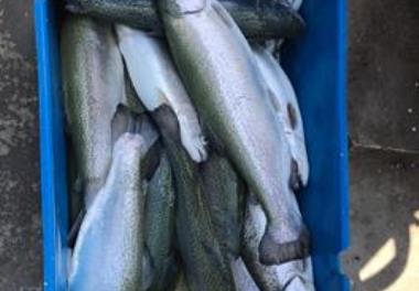 برداشت ماهی قزل آلای پرورشی