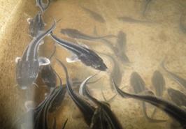 تولید محلول افزایش دهنده راندمان تکثیر مصنوعی ماهیان خاویاری