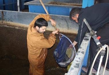 انتقال مولدین و بچه ماهیان طرح اصلاح نژاد به مرکز یاسوج