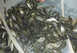 اجرای فاز عملیاتی طرح ملی اصلاح نژاد ماهی کپور معمولی در استان خوزستان