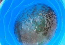 رهاسازی بچه ماهیان تولید شده در استخرهای ساحلی شهرستان بندرانزلی