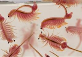 تمهیدی برای آرامش آرتمیا