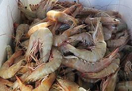 تحقق جهش تولید در صنعت پرورش میگو