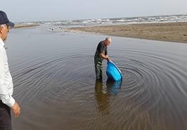 حضور مسئولین سازمان شیلات ایران و نماینده پژوهشکده آبزی پروری آبهای داخلی در مراسم رهاسازی بچه ماهیان سفید