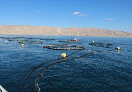 تفاهم نامه سه جانبه در زمینه توسعه پرورش ماهی در قفس