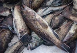 پیش‌بینی تکثیر ماهی 