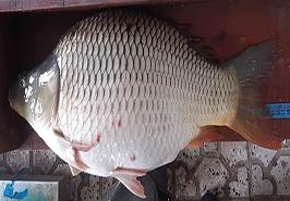 تكثير مصنوعی ماهی كپور تاتا