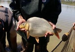 تنظیم تفاهم نامه همکاری علمی، تحقیقاتی و ترویجی در خصوص تکثیر و پرورش ماهی کپور تاتا