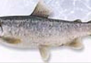 افزایش صید ماهی آزاد دریای خزر در پاییز 1393