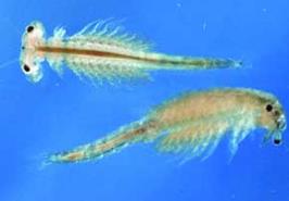 شناسایی ۹ منطقه مساعد پرورش سیست آرتمیا در کشور