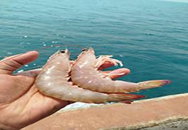 آغاز گشت تحقیقاتی نمونه‌برداری میگو در آب‌های استان هرمزگان