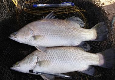 بازدید دکتر مرمضی از مرکز تکثیر ماهی سی باس آسیایی 