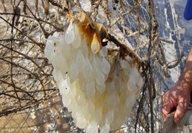 گزارش وضعیت صید ماهی مرکب سال94-1393درآبهای استان بوشهر