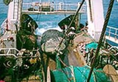 آغاز گشت تحقیقاتی ارزیابی ذخایر آبزیان کفزی در آبهای استان هرمزگان