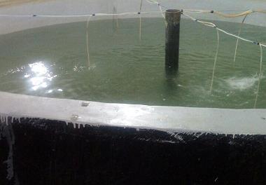 افزایش بازماندگی بچه ماهیان صبیتی