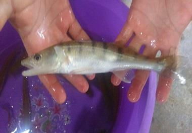 پرورش ماهی سوف سفید