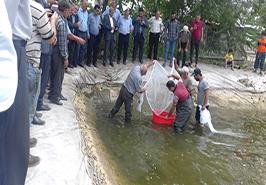 رهاسازی بچه ماهیان سفید حاصل از تکثیر طبیعی در هچری های غرب استان گیلان