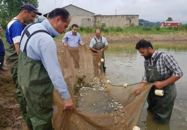 اصلاح نژاد ماهی کپور