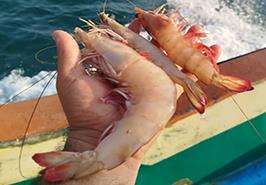 هفتمین گشت پژوهشی در تیاب؛ تلاش علمی برای مهار بیماری‌های میگو