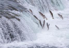 نوشتار علمی به مناسبت روز جهانی مهاجرت ماهیان (11 ماه می برابر با اول خرداد ماه)