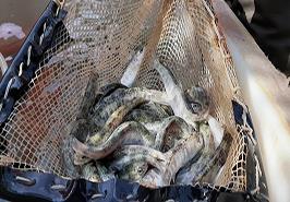 دهمین همکاری اجرایی و نظارت مرکز تحقیقات ماهیان سردآبی کشور بر رهاسازی سال 1399 بچه‌ماهیان آزاد دریای خزر مرکز شهید دکتر باهنر کلاردشت