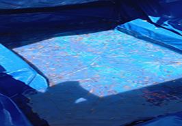 رهاسازی ۴۰۰ هزار بچه‌ماهی خاویاری در رودخانه‌های اصلی استان مازندران