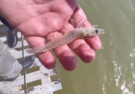 بازدید ترویجی - تحقیقاتی  از مزارع پرورش میگوی شهید صنعتی گواتر