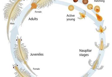 نشست یک روزه بررسی راهکارهای تولید بیوماس و سیست آرتمیا در کشور 