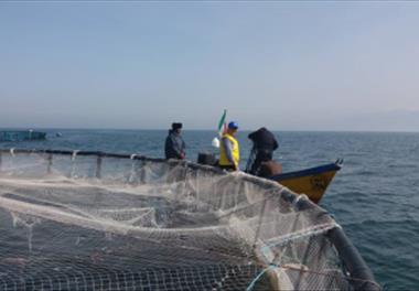 طرح ترویجی پرورش ماهی در قفس