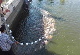 نخستین برداشت محصول دانش بنیان تیلاپیا در استان سمنان