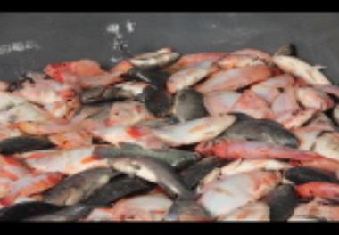 رونمایی از نخستین مزرعه تولید تیلاپیا با مشارکت بخش خصوصی