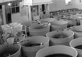 بازدید از انستیتو تحقیقات بین المللی ماهیان خاویاری