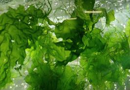 برگزاری نشست جمع‌بندی اولویت های کاری در حوزه جلبک و گیاهان آبزی