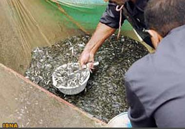 رهاسازی بچه ماهیان استخوانی