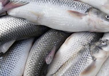 بهره‌برداری از ذخایر جوان ماهی سفید در زمان تمدید صید در فروردین‌ماه 1395