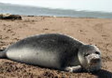 فک خزری همسایه رو به انقراض ما