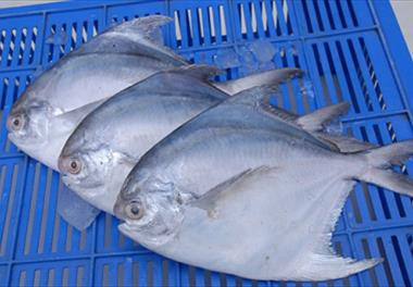 ممنوعیت صید ماهی حلوا سفید  در آب‌های استان خوزستان و بوشهر 